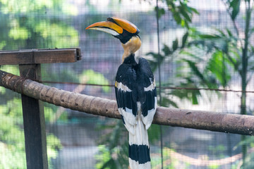 great hornbill, great hornbill in zoo
