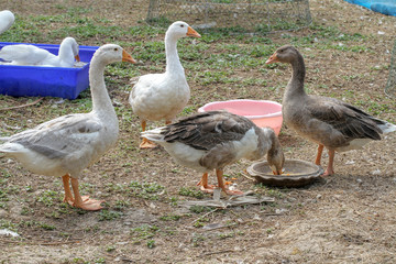 Obraz premium Group goose play water on blue bath and eatting food in garden at thailand