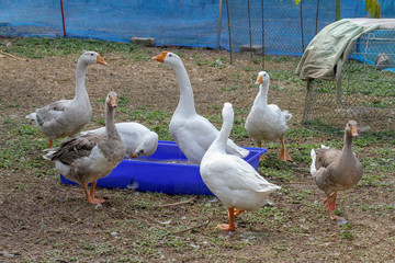 Group goose play water on blue bath in garden at thailand