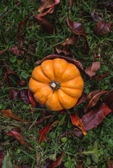 Flatlay of tiny mini-pumpkin in the grass surrounded by autumn leaves