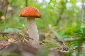 Orange-cap boletus in the autumn forest. Lectinium aurantiacum. Soft focus. Shallow depth of field. Сopy space