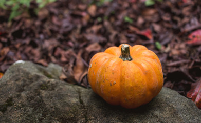 Close-up tiny mini-pumpkin outdoors in autumn