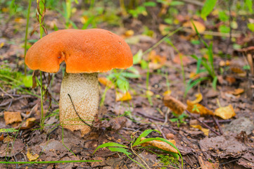 Orange-cap boletus in the autumn forest. Lectinium aurantiacum. Soft focus. Shallow depth of field. Сopy space.