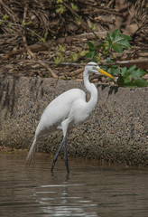 Garza blanca