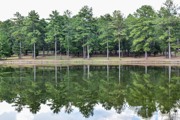 Mirror reflections of trees in pond