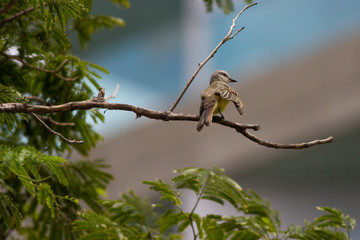Obraz premium bird on a branch