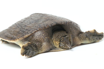 Common softshell turtle or asiatic softshell turtle (Amyda cartilaginea) isolated on white...
