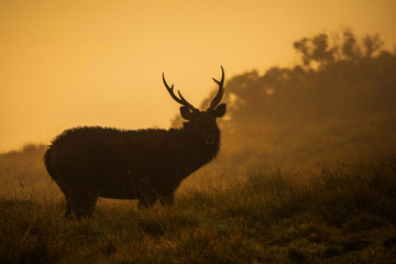 Sambar Deer