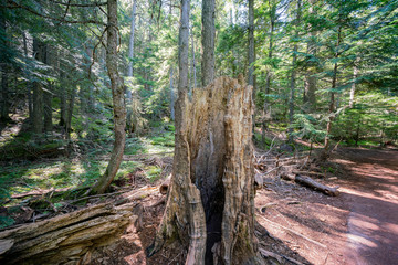 Walking in the Trail of the Avalanche Trail