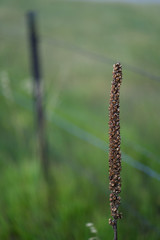Barren Plant Flower in Farm Land