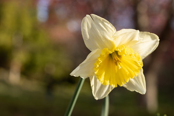 Daffidol in Spring