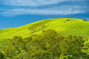 Vibrant green hills and blue sky_E