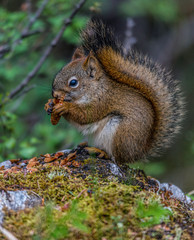 Naklejka na ściany i meble pine squirrel eating a pine nut