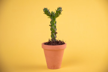 Cactus verde sobre fondo de color