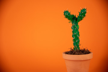 Cactus verde sobre fondo de color