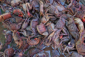 The group of Salted crab or pickled crab. Many fresh black Raw small freshwater crabs in the market. Salted crab in a stainless basin. Thai street food. Top of salted crab on the market at Thailand.