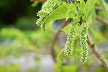 Fresh mulberry, black ripe and red unripe mulberries on the branch of tree. Healthy berry fruit
