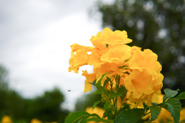 Yellow elder, Trumpetbush, Trumpet flower, Yellow trumpet-flower, Yellow trumpet bush 
