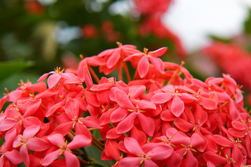 Beautiful pink spike flower. King Ixora blooming (Ixora chinensis). 