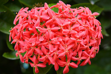 Beautiful pink spike flower. King Ixora blooming (Ixora chinensis). 