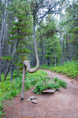 Strange tree on the trail