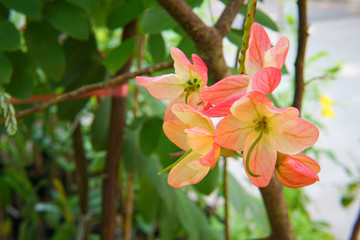 Fototapeta na wymiar Orange flower in the garden.
