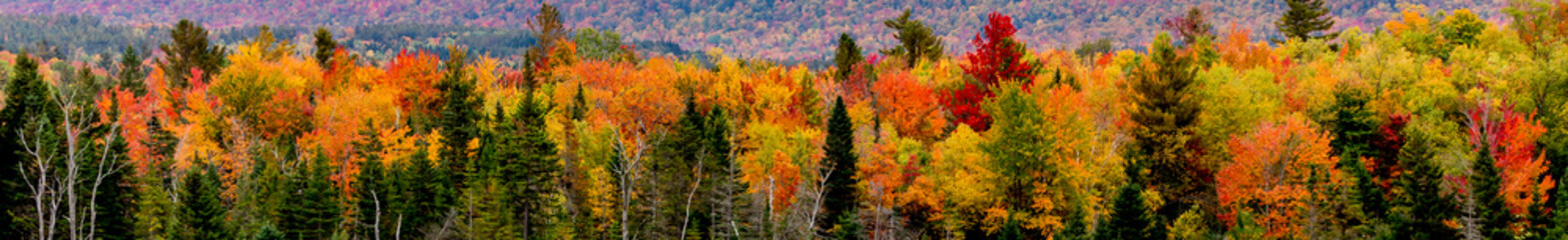 fall foliage
