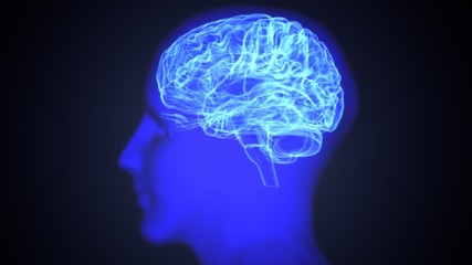 3d render of human brain anatomy