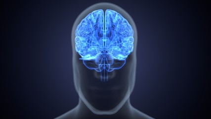 3d render of human brain anatomy