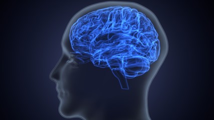 3d render of human brain anatomy
