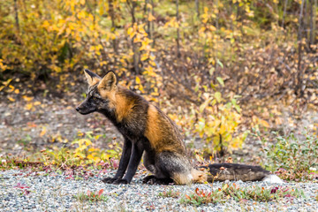 Red fox sitting among fall colors looking off in the distance.