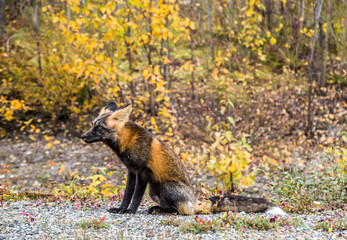 Adult red fox with ears pinned back sitting among the autumn foliage of British Columbia, Canada.