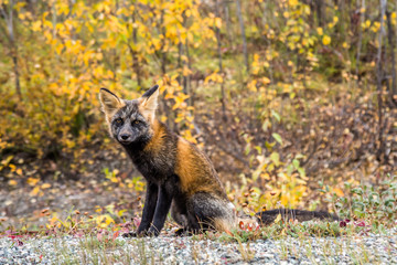 Cute little kit fox staring at the camera in the Yukon Territory in Canada