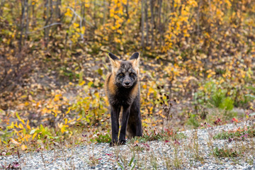 Small cross fox staring into the camera in autumn in Canada.