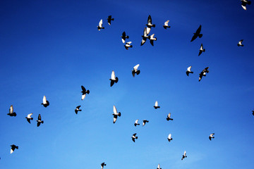 Fototapeta premium Birds flying against blue sky