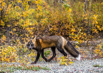 Sly fox looking mischievous walking through fall colors in the forest.