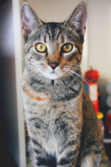 Tabby cat looking directly into the camera