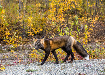 Wild fox roaming the autumn foliage in Canada