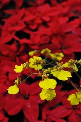 赤いポインセチアを背景に咲くオンシジュームの花です