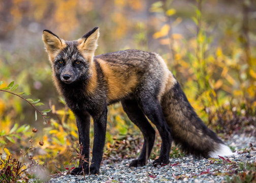 Wild fox looking into the camera with a backdrop of fall colors in Canada.