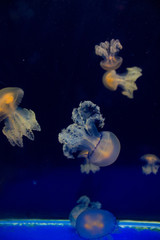 Obraz na płótnie Canvas Jellyfishes in the aquarium of Ubatuba, Sao Paulo, Brazil