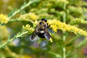 Bumble bee pollinating a yellow flower