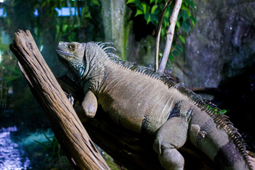 Iguana in the aquarium of Ubatuba, Sao Paulo, Brazil