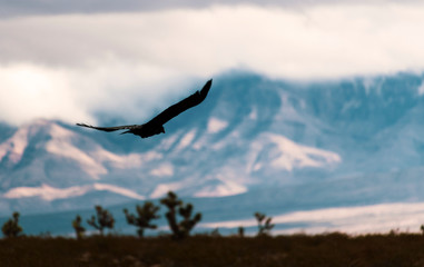bird flying in landscape with mountains and clouds