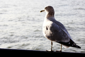 Fototapeta na wymiar Seagull looking at the river in Battery Park in New York City