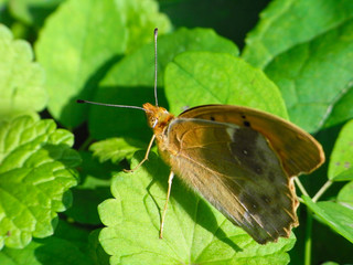Anadyomene Fritillary - Nephargynnis anadyomene - has perched of the leaf in Nagano prefecture, JAPAN.
