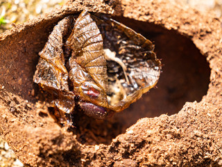Hercules Beetle pupa shell on the ground