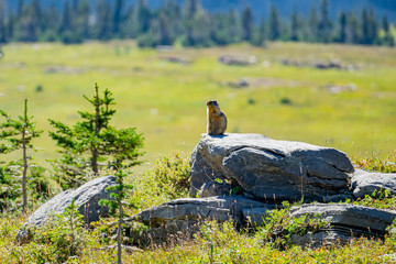 Cute squirrel standing on a rock in Logan Pass