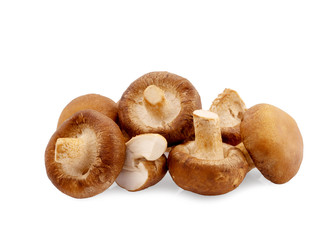 .Shiitake mushroom on the White background