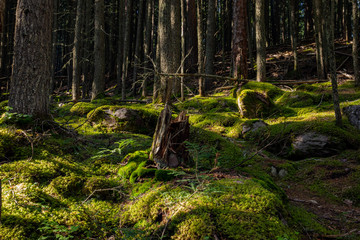 Walking in the Trail of the Avalanche Trail